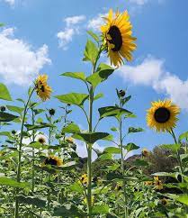 Brown Sunflower Flower Seeds for Planting - 100 pcs