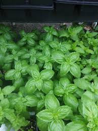 Italian Basil Herb Seeds for Planting