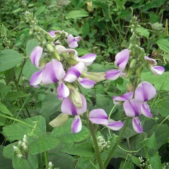 Tropical Kudzu (Pueraria phaseoloides) Seeds for Planting