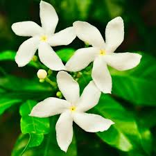 Crape Jasmine Flower Seeds for Planting – Tabernaemontana divaricata, Heirloom, Non-GMO Garden Seeds