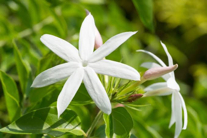 Common Jasmine (Jasminum officinale) Flower Seeds for Planting – Heirloom, Non-GMO Fragrant Vine