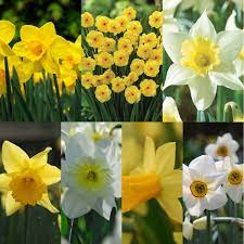 Blandet farve Narcissus Blomsterfrø til udplantning 100 stk