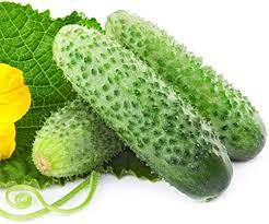 Giant Cucumber Zubrenok Early Seeds for Planting | Heirloom, Non-GMO, High Germination Organic Garden Seeds