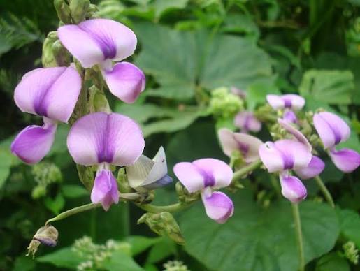 Tropical Kudzu (Pueraria phaseoloides) Seeds for Planting – Heirloom, Non-GMO Garden Choice