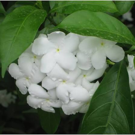 Crape Jasmine flower seeds