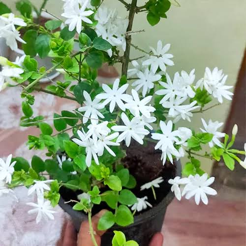 Downy Jasmine Flower Seeds for Planting – Heirloom, Non-GMO, Fragrant White Bloom Garden Seeds