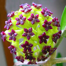 Green Black Carnosa Flower Seeds for Planting – Heirloom Non-GMO Organic Garden Seeds, High Germination