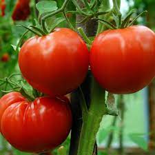 Burpee Celebrity Hybrid Red Tomato Seeds Heirloom Non-GMO vegetable seeds