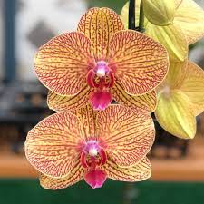 Green Brown Phalaenopsis Orchid Flower Seeds for Planting – Non-GMO High Germination Garden Seeds