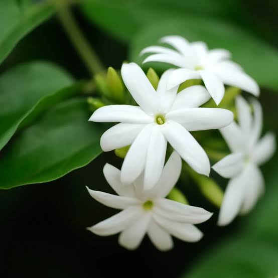 Downy Jasmine flower seeds