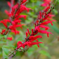 scarlet sage flower seeds