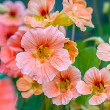 Baby Pink Nasturtium Flower Seeds for Planting - 20 pcs