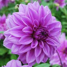 Light Violet Dahlia Flower Seeds for Planting 100 pcs