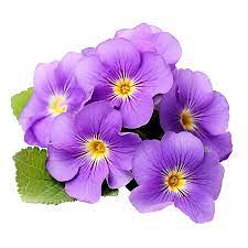 Violet Primrose Blomsterfrø til udplantning-100 stk