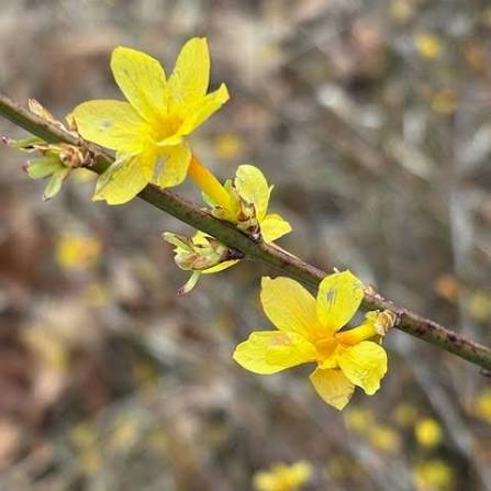 Winter Jasmine Flower Seeds for Planting – Heirloom, Non-GMO, Hardy Yellow Blooming Vine Seeds