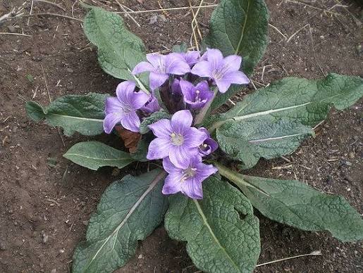 Black Mandrake Mandragora Autumnalis Seeds for Planting