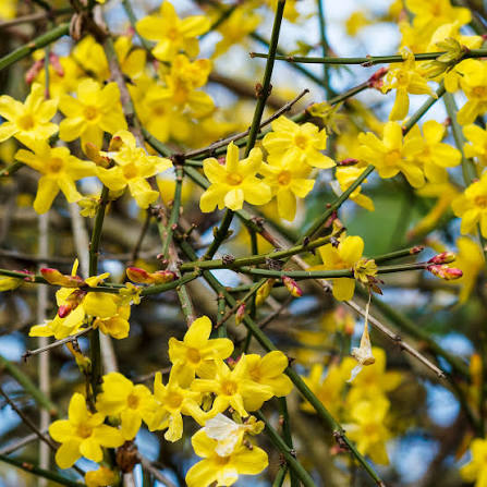 Winter Jasmine Flower Seeds for Planting – Heirloom, Non-GMO, Hardy Yellow Blooming Vine Seeds