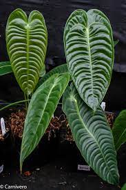 Anthurium veitchii (King Anthurium) Plant Seeds - Heirloom and Non-GMO garden seeds for planting