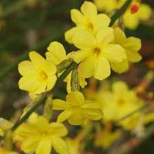 Winter Jasmine Jasminum nudiflorum flower seeds