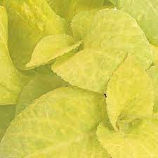 Golden Coleus Plant Seeds - Heirloom and Non-GMO Foilage Garden Seeds