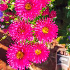 red plum flower seeds