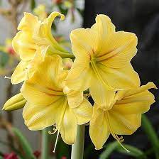 Light Yellow Amaryllis Flower Seeds for Planting 100 pcs