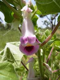 Organic Heirloom Pink Martynia Plant Seeds for Planting – Non-GMO, High Germination Exotic Organic Garden Seeds