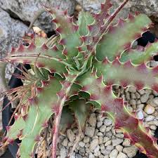 Hechtia Sp Tehuacan Seeds for Planting - 100 pcs