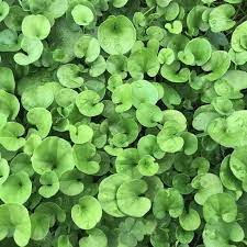 dichondra plant flower seeds