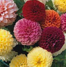 mixed pompon flower seeds