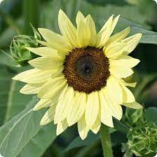 yellow lemon flower seeds