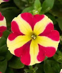 red yellow flower seeds