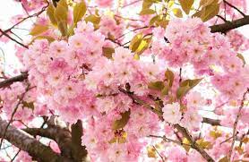 pink japanese flower seeds