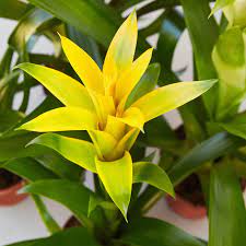 yellow bromeliad flower seeds