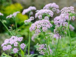 chaerophyllum flower flower seeds
