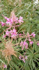 willowherb flower flower seeds