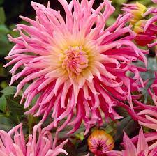 stars favourite flower seeds
