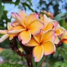 peach frangipani flower seeds