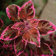 red trailing flower seeds