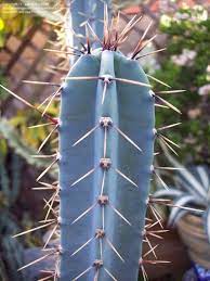 blue hankeanus flower seeds