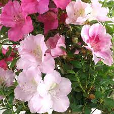 mixed satsuki flower seeds