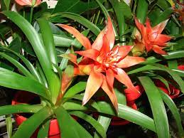 hechtia plant flower seeds