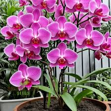 pink heirloom flower seeds