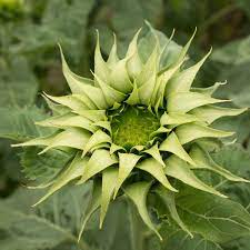 green sunflower flower seeds