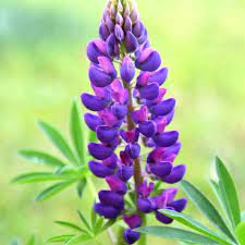 purple lupine flower seeds