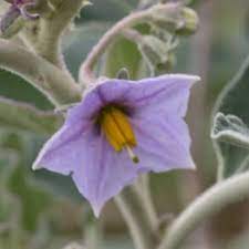 solanum flower flower seeds