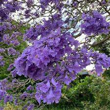 purple jacaranda flower seeds