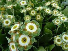 green shade flower seeds