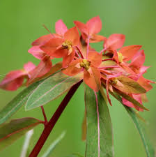 red griffithii flower seeds