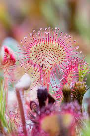 Pink Drosera Soldug Blomsterfrø til udplantning - 100 stk